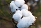 纺企采购仓单的积极性下降 棉花市场上可选择资源仍较多