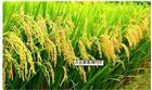 聚焦产业链 益海嘉里水稻循环经济模式领先国际