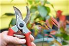 修剪灌木月季重要的6个步骤，解决开花少和多病虫的问题