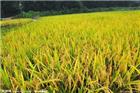 “稻花香”水稻促农增收