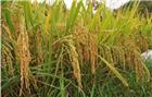 水稻种植在即 相关机械设备仍需发力