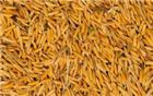 稻谷经砻谷机脱去颖壳后即可得到糙米。